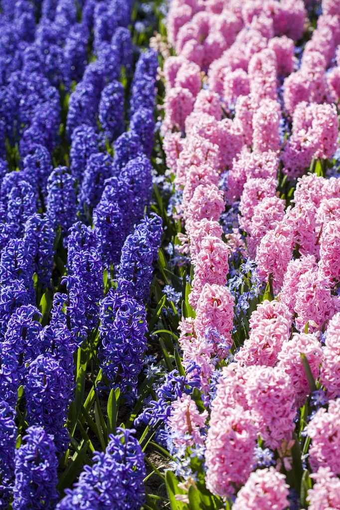 Blue and Pink Hyacinths Field