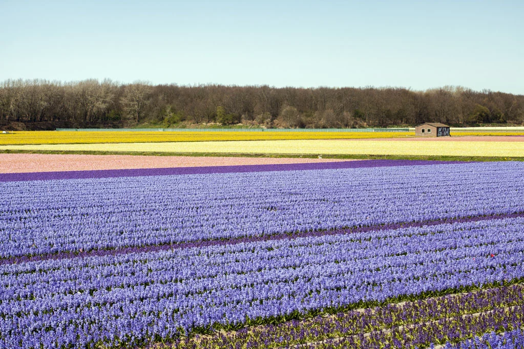 Blue and Pink Hyacinths Field