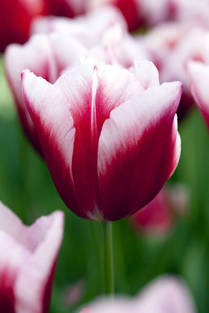 Pink Flower