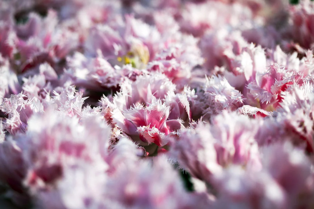 Pink Flower