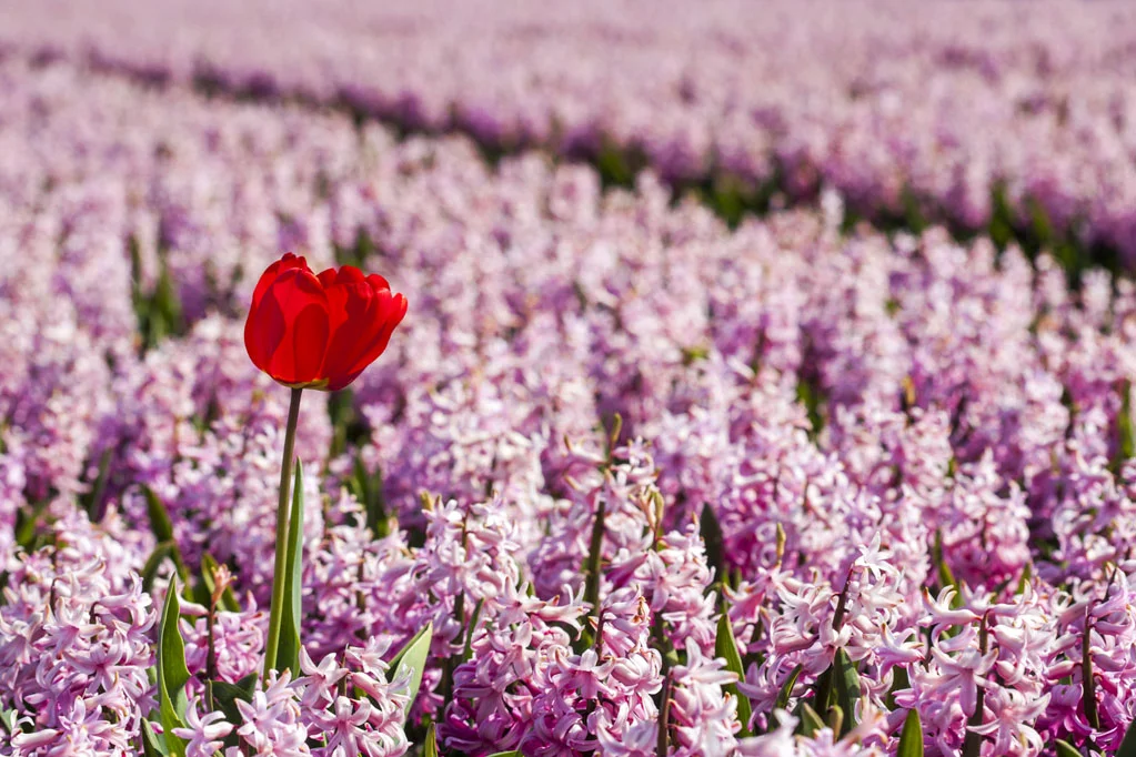 Red Tulip in a Pink Hyacinths Field