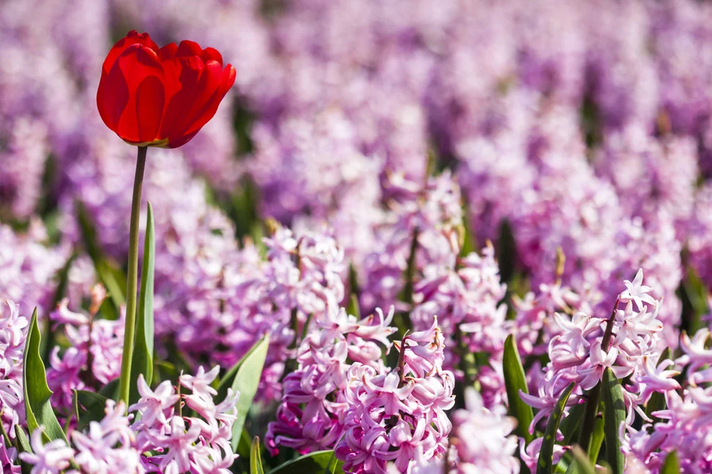 Red Tulip in a Pink Hyacinths Field