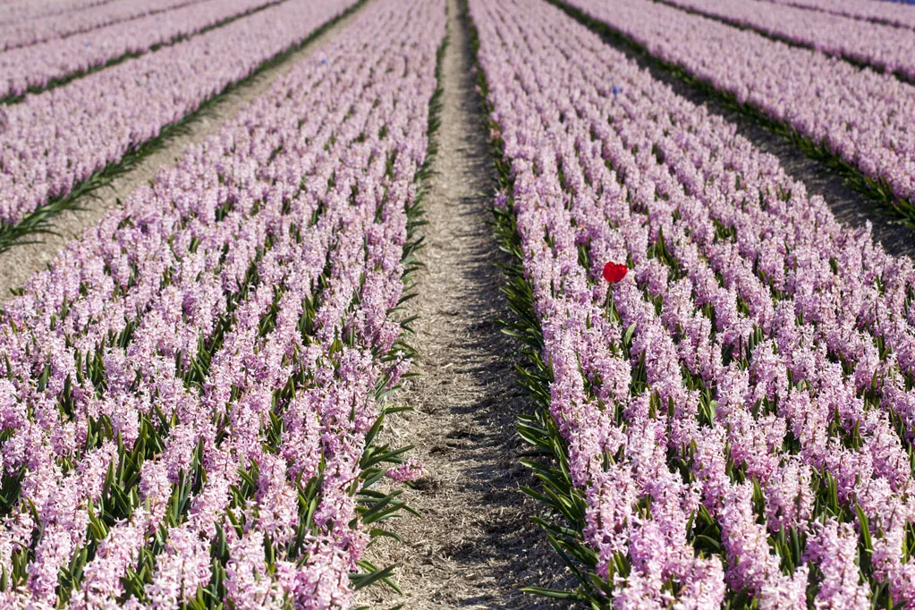 Red Tulip in a Pink Hyacinths Field