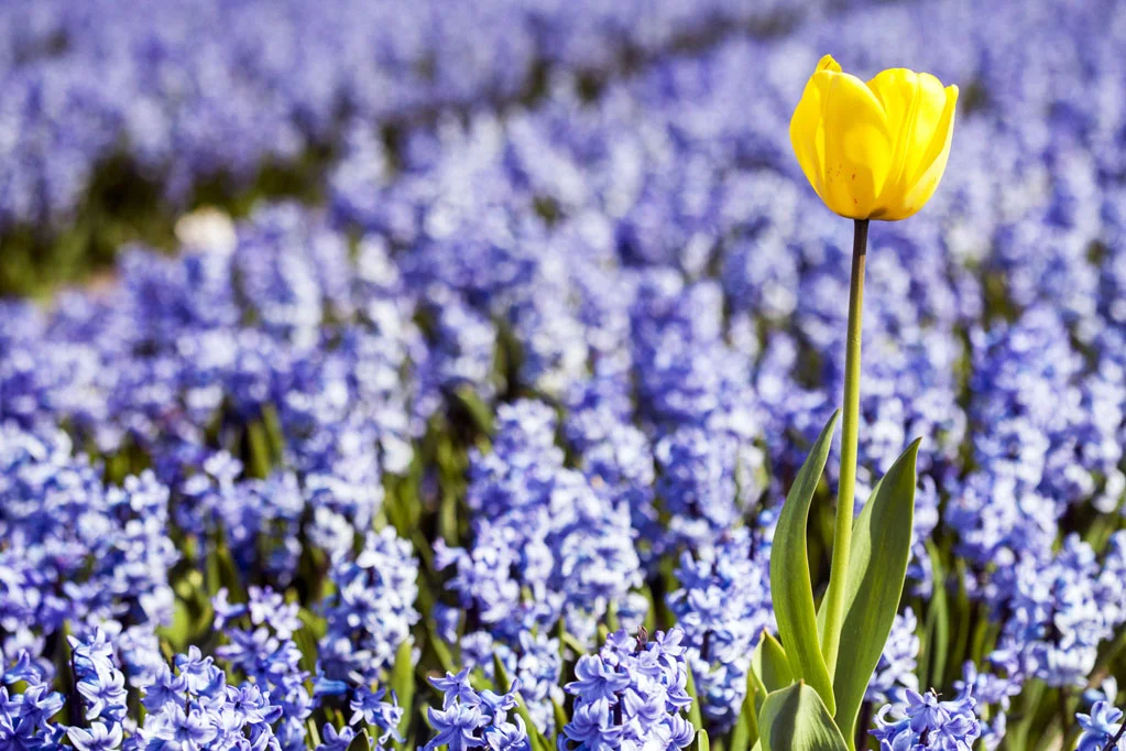Yellow Tulip in a Blue Hyacinths Field