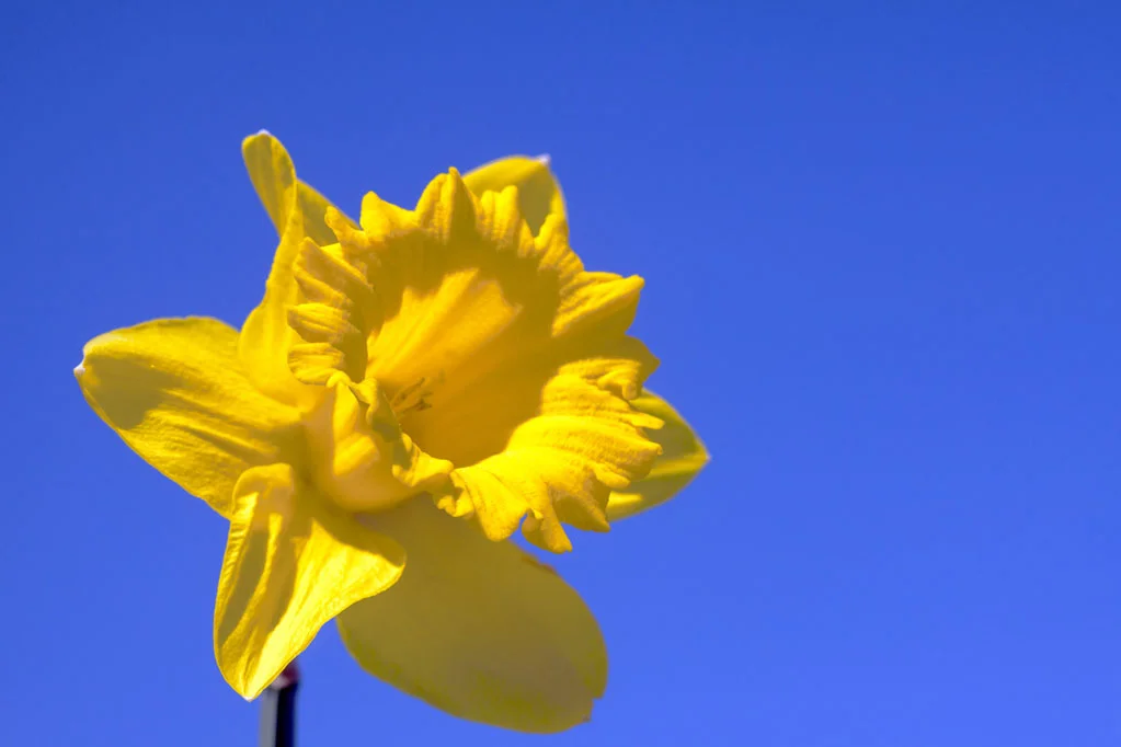 Yellow Tulip