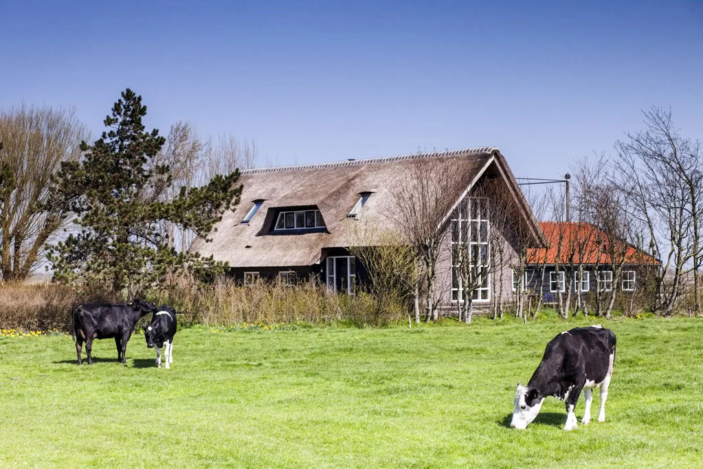 Cow