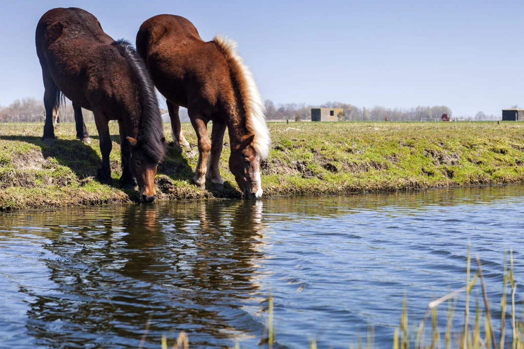 Horses