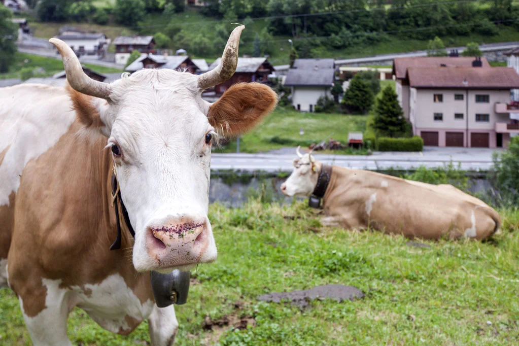 Cow