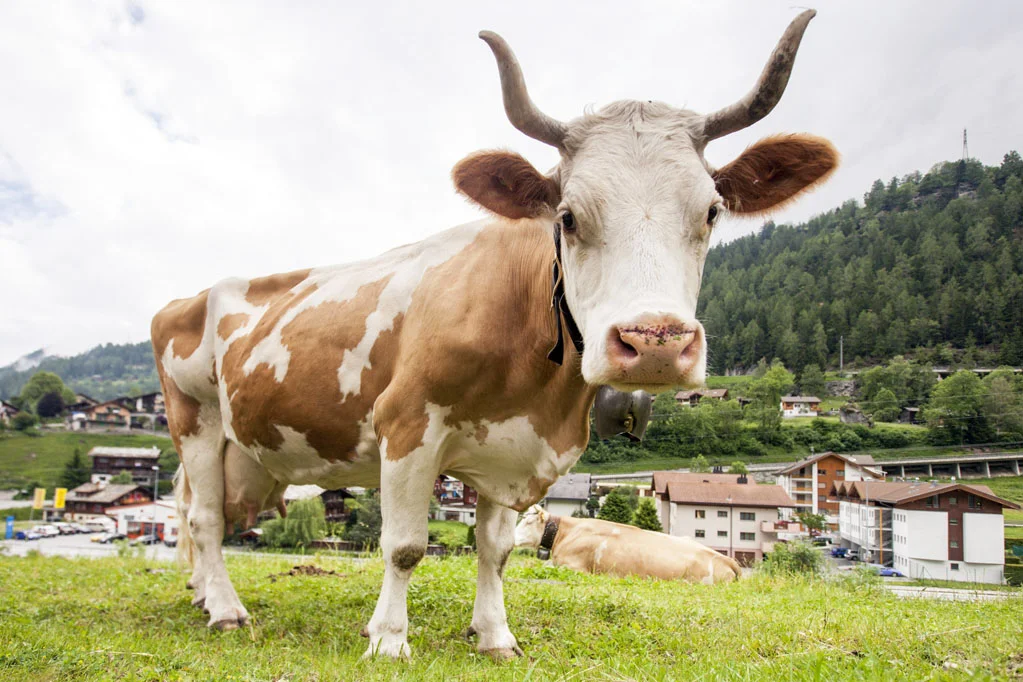 Cow