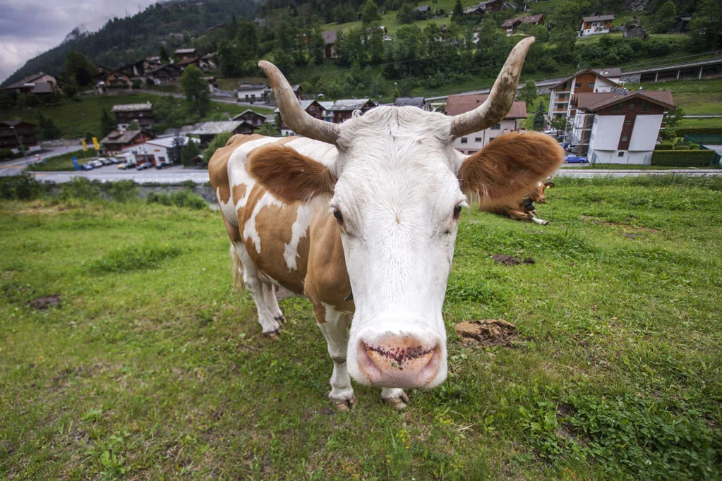 Cow