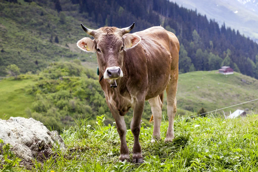 Swiss Cow