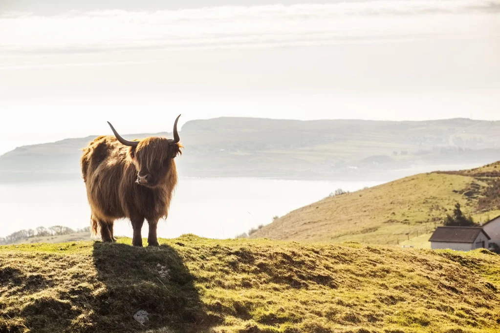 Highland Cow