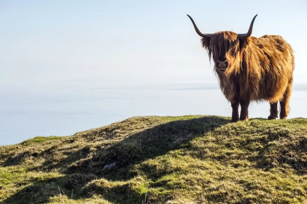 Highland Cow