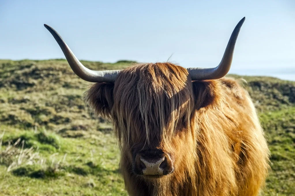 Highland Cow