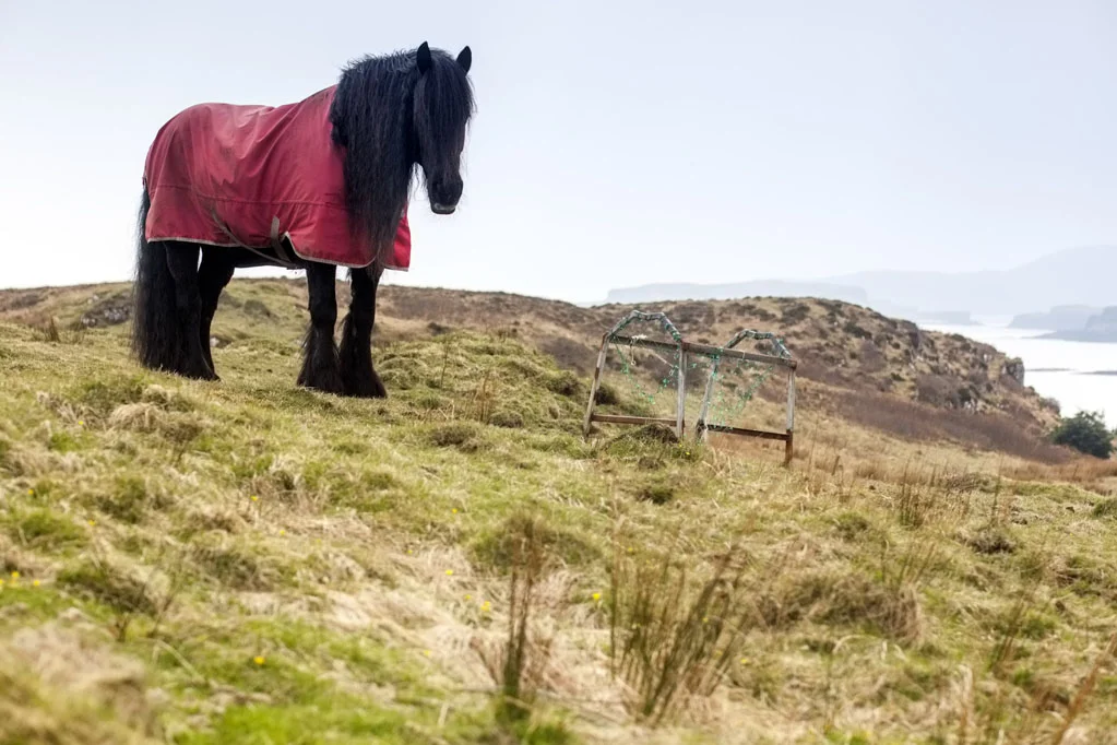 Horse