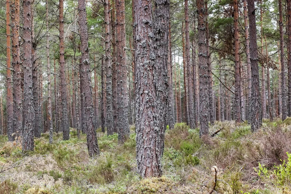 Forest