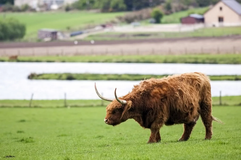Highland Cow