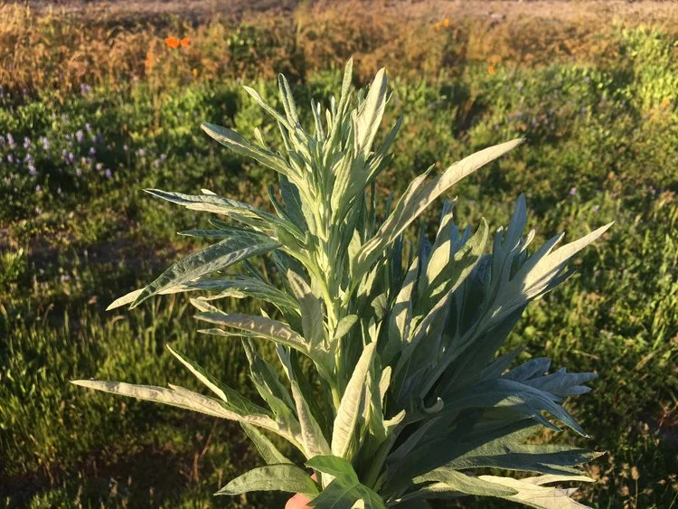 Mugwort.JPG