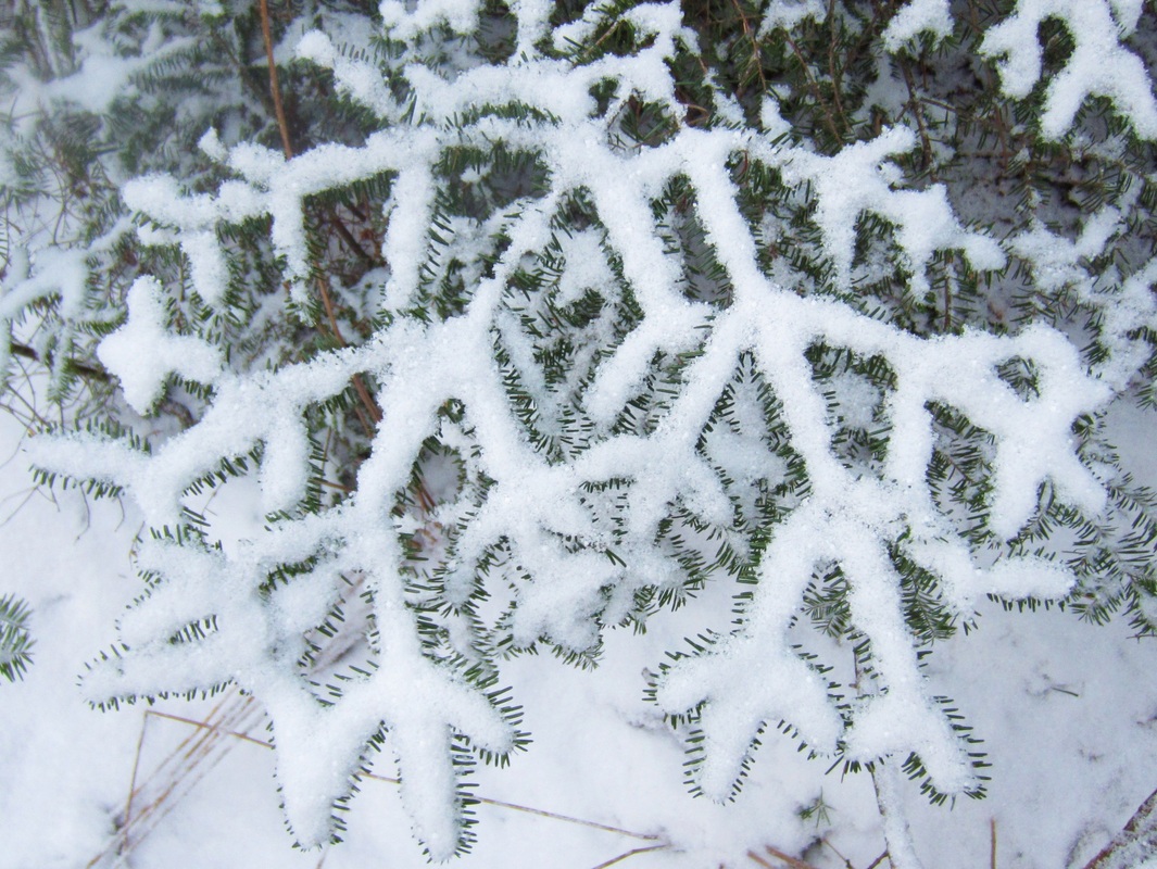 snow on tree.jpg