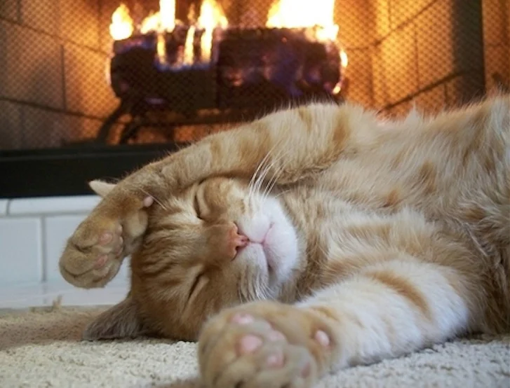 sleeping kitten by fireplace.jpg