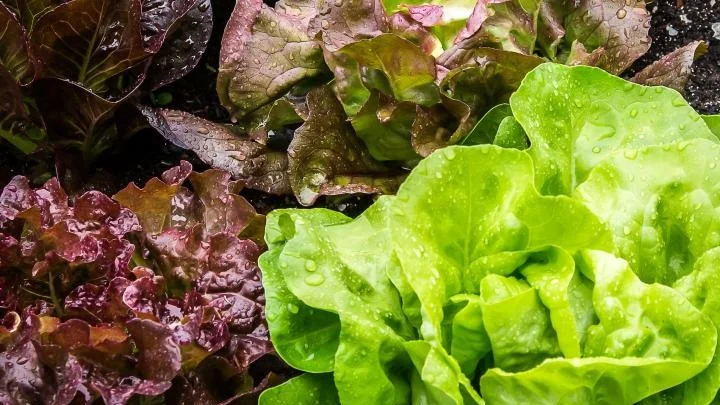 lettuces_px_copy.jpg