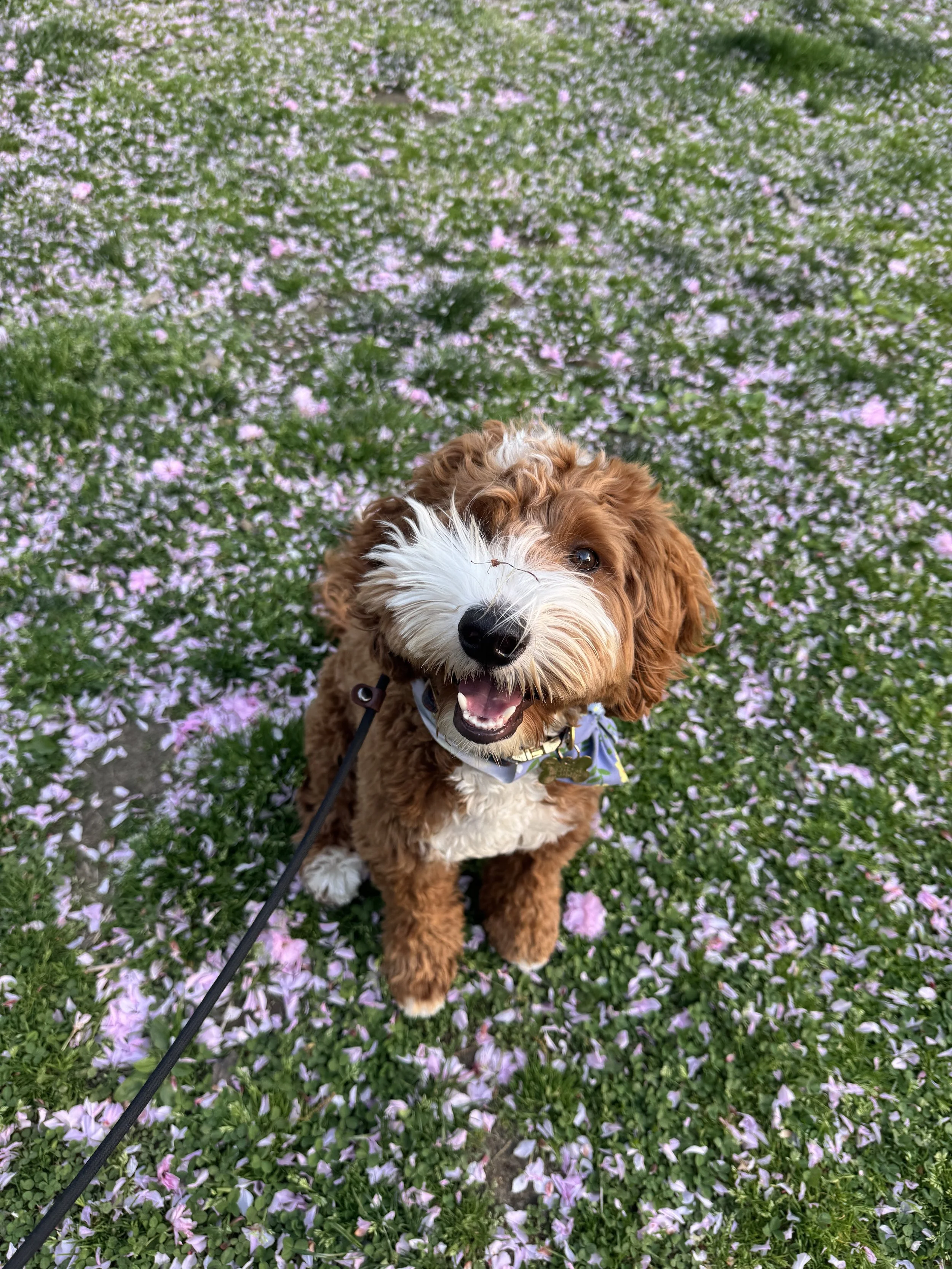 Market Assessment &amp; Opportunity Framing