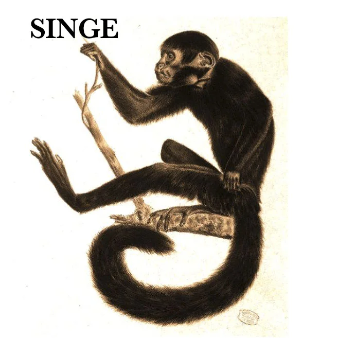 SINGE.jpg