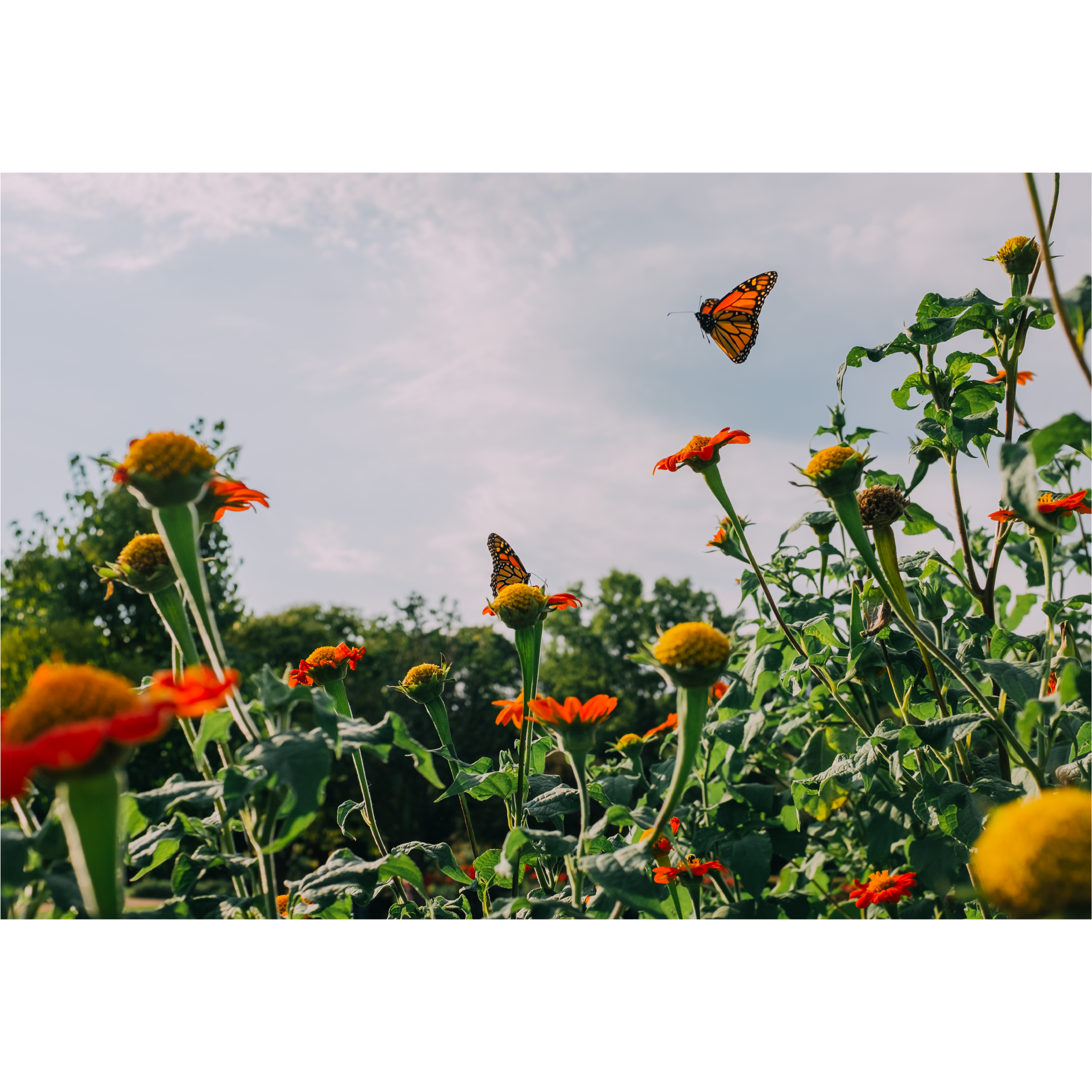 Butterfly World - 13x19 inches