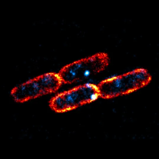 Bacteria are developing resistance to widely used antibiotics at frightening rate so new approaches are needed.