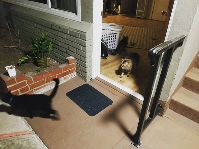 The cats are tired of our bullshit.