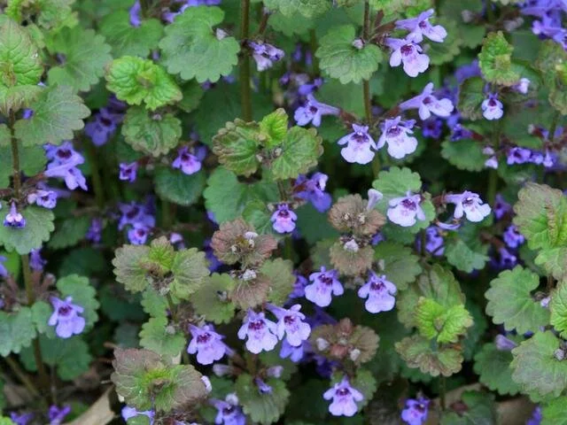 Ground Ivy flower essence