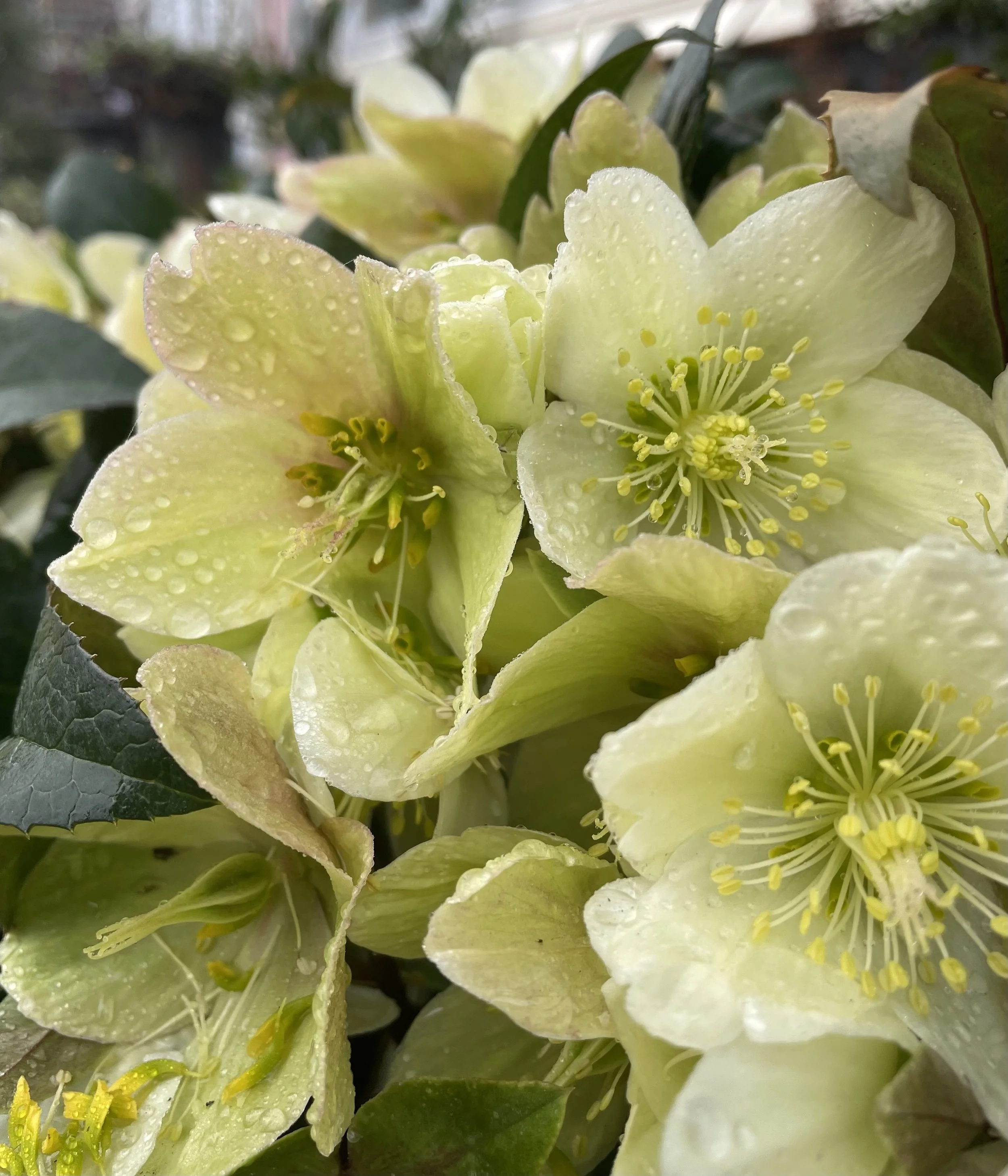 Hellebore Flower Essence