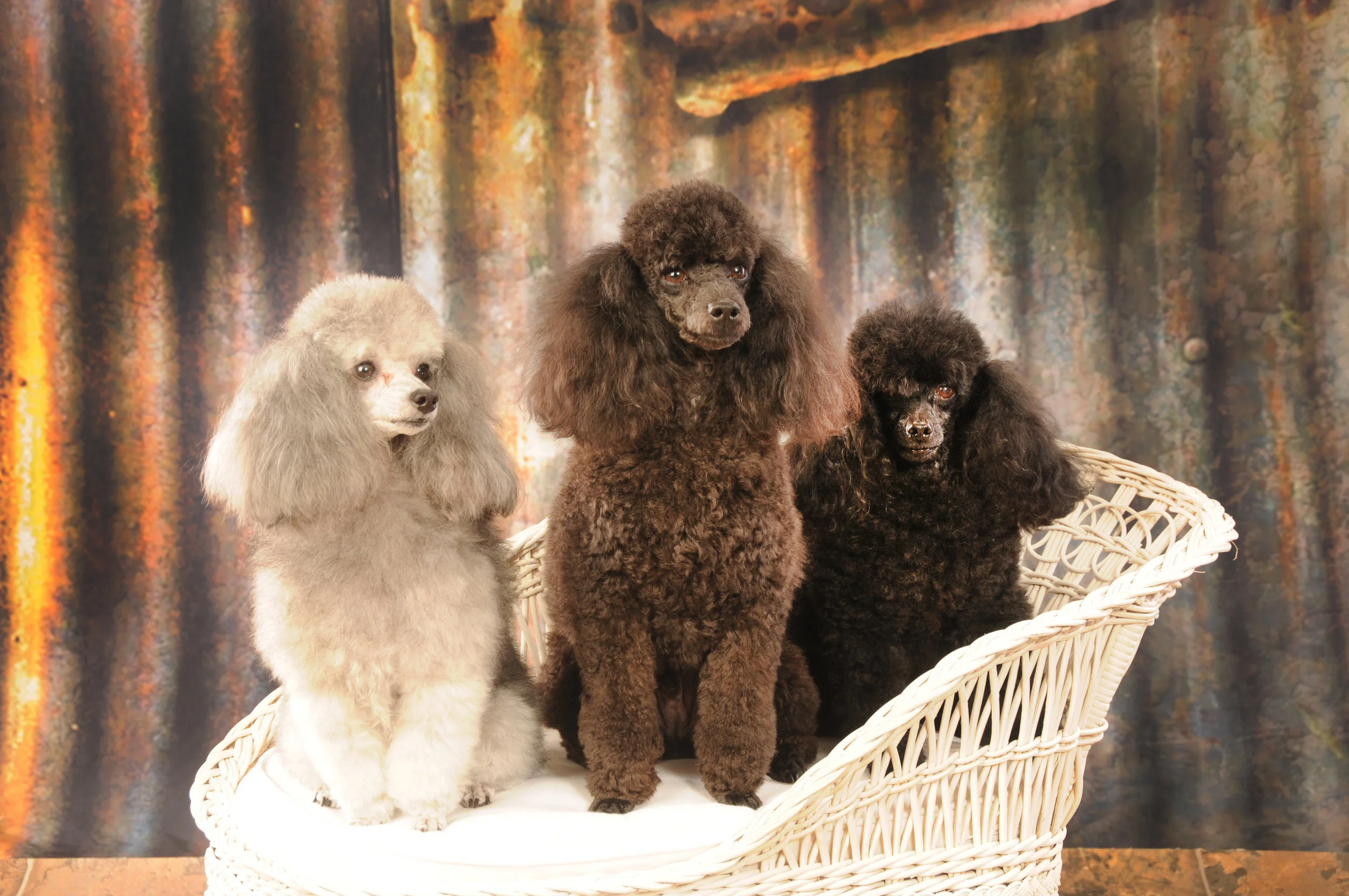 Dogs 118.JPG