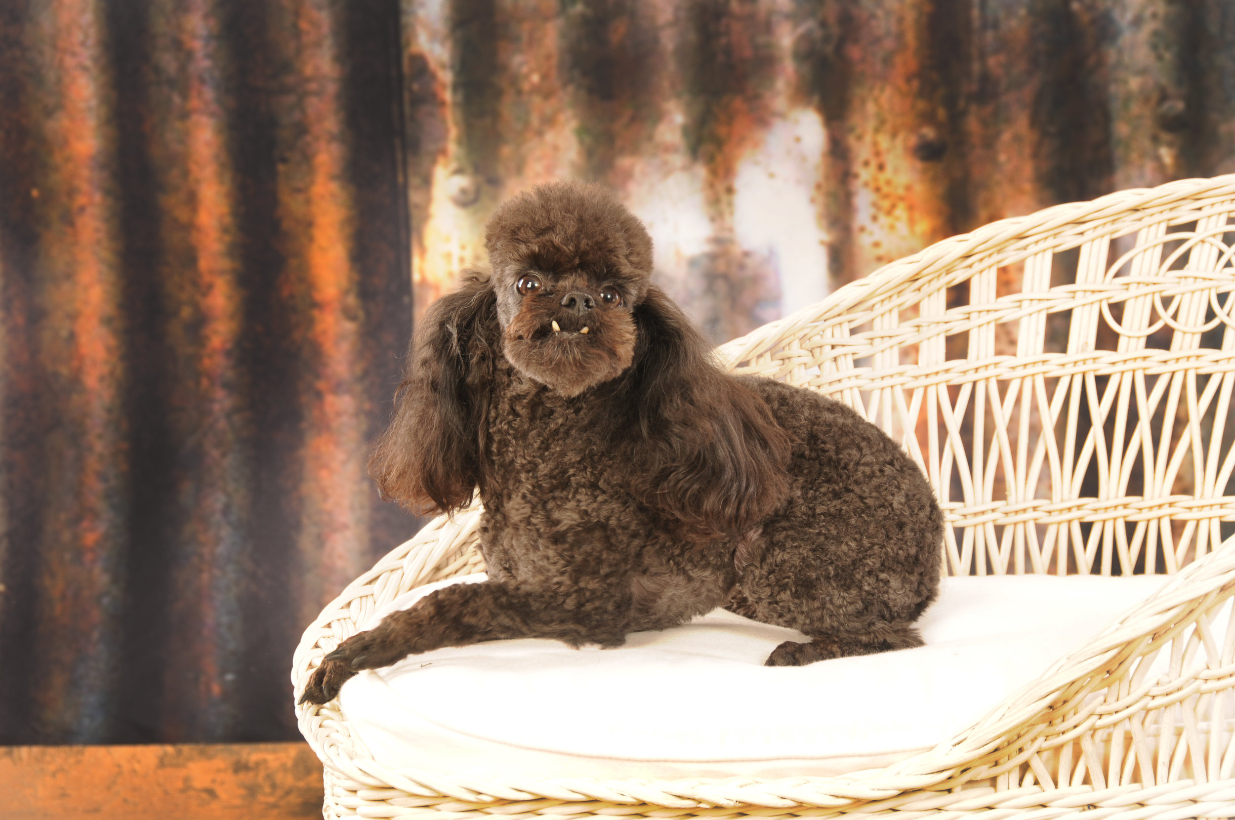 Dogs 127.JPG