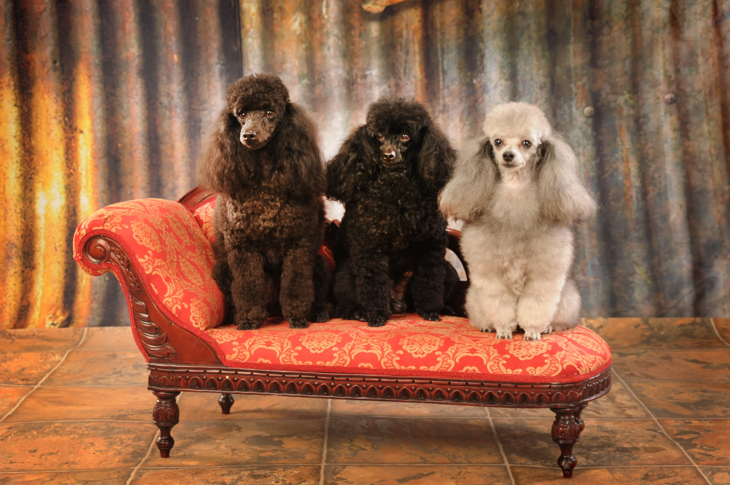 Dogs 161.JPG