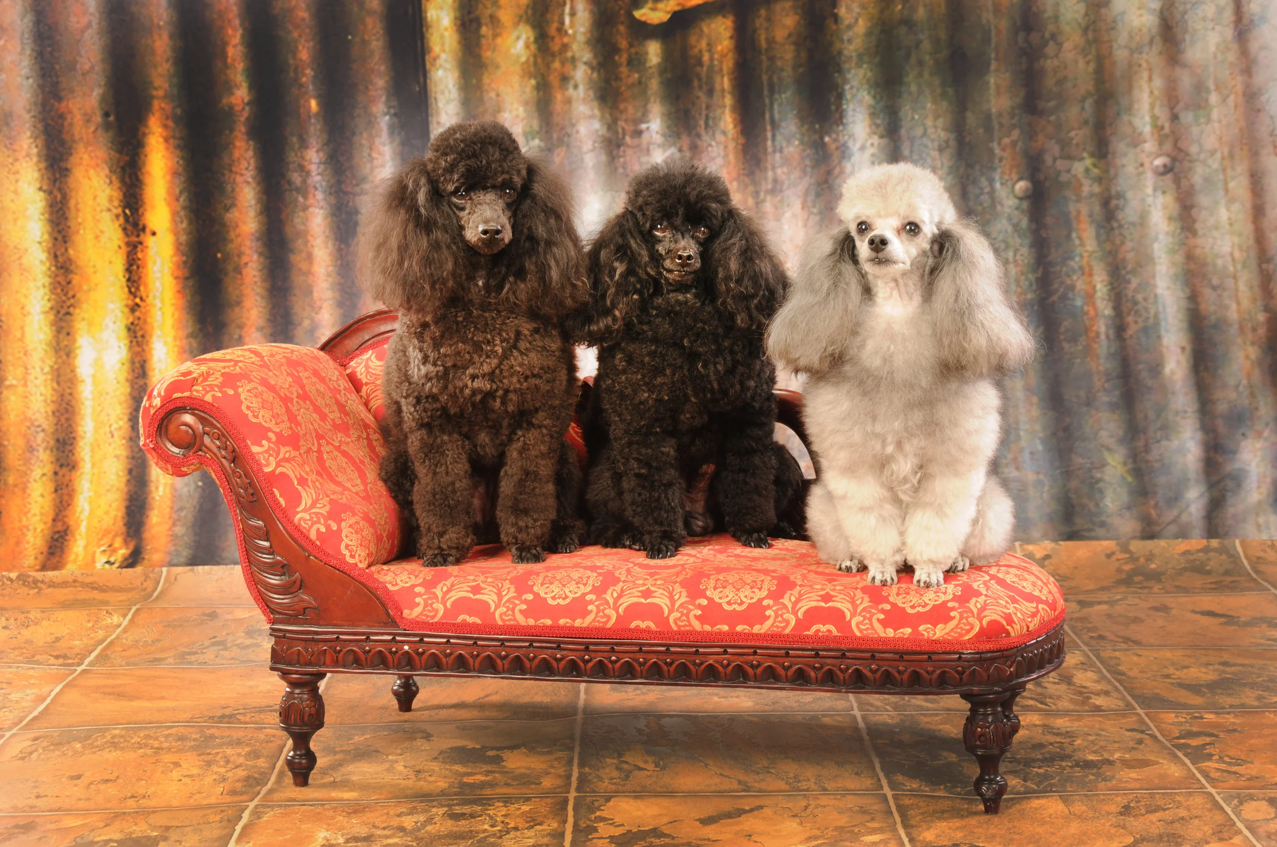 Dogs 166.JPG