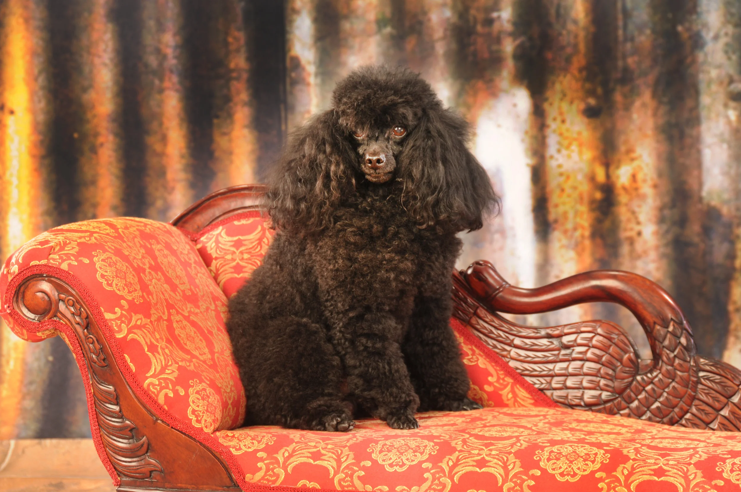Dogs 227.JPG