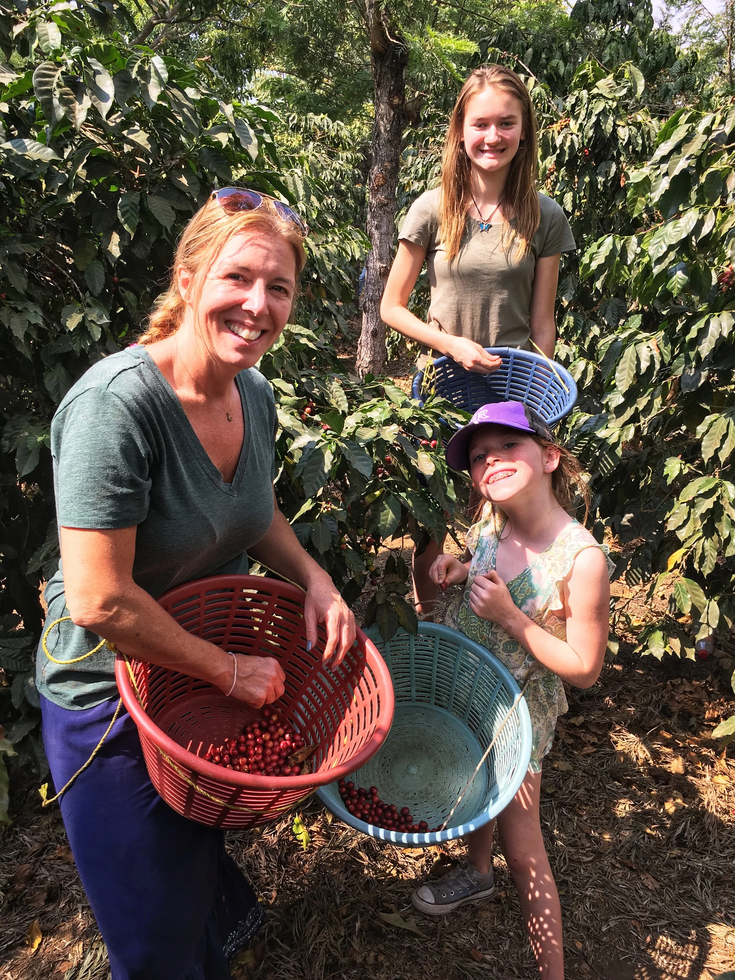 Picking coffee beans at a family coffee plantation.