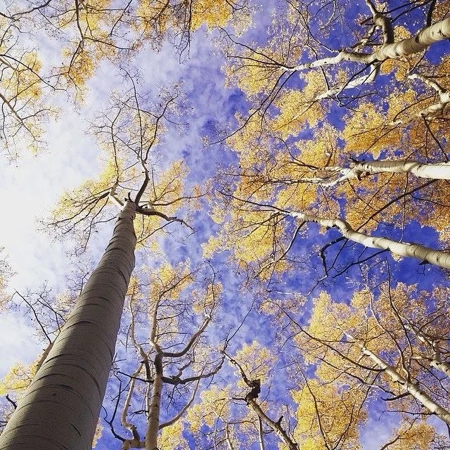 Golden leaves, endless skies. Happy first day of fall! 🍂💛