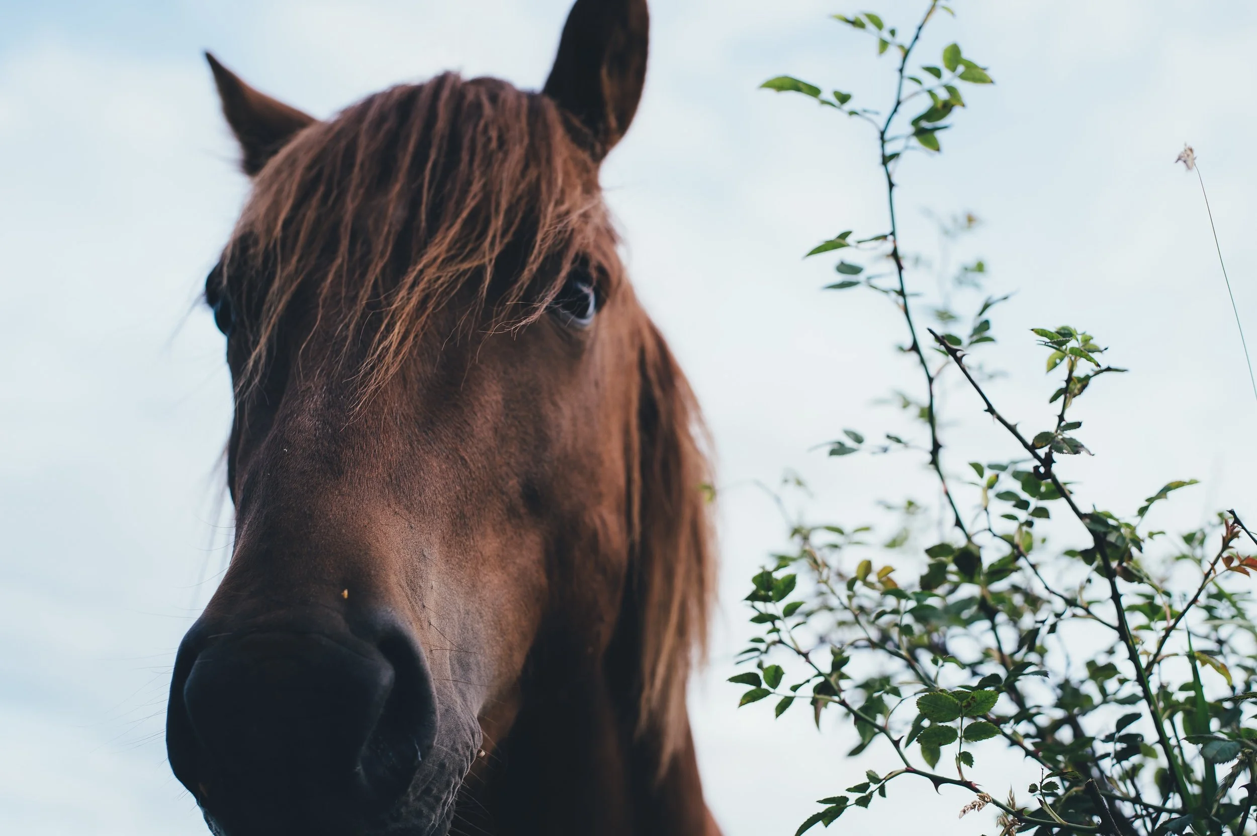 3 All Natural Products &amp; Uses for Your Horse