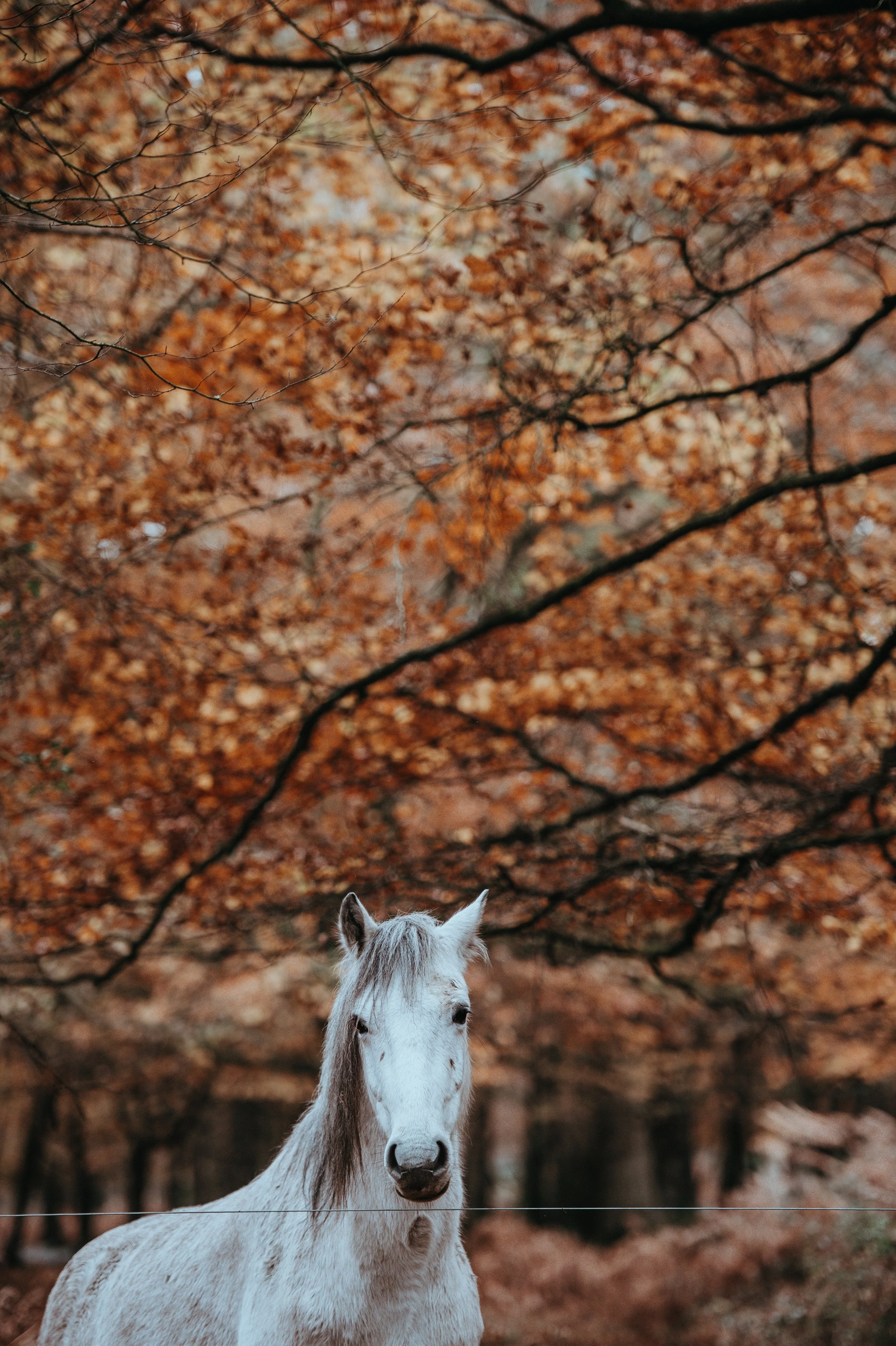 What To Know Before Owning a Horse 