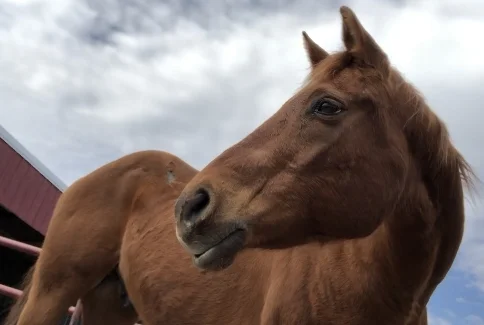 7 Things to Look for in a Boarding Facility 