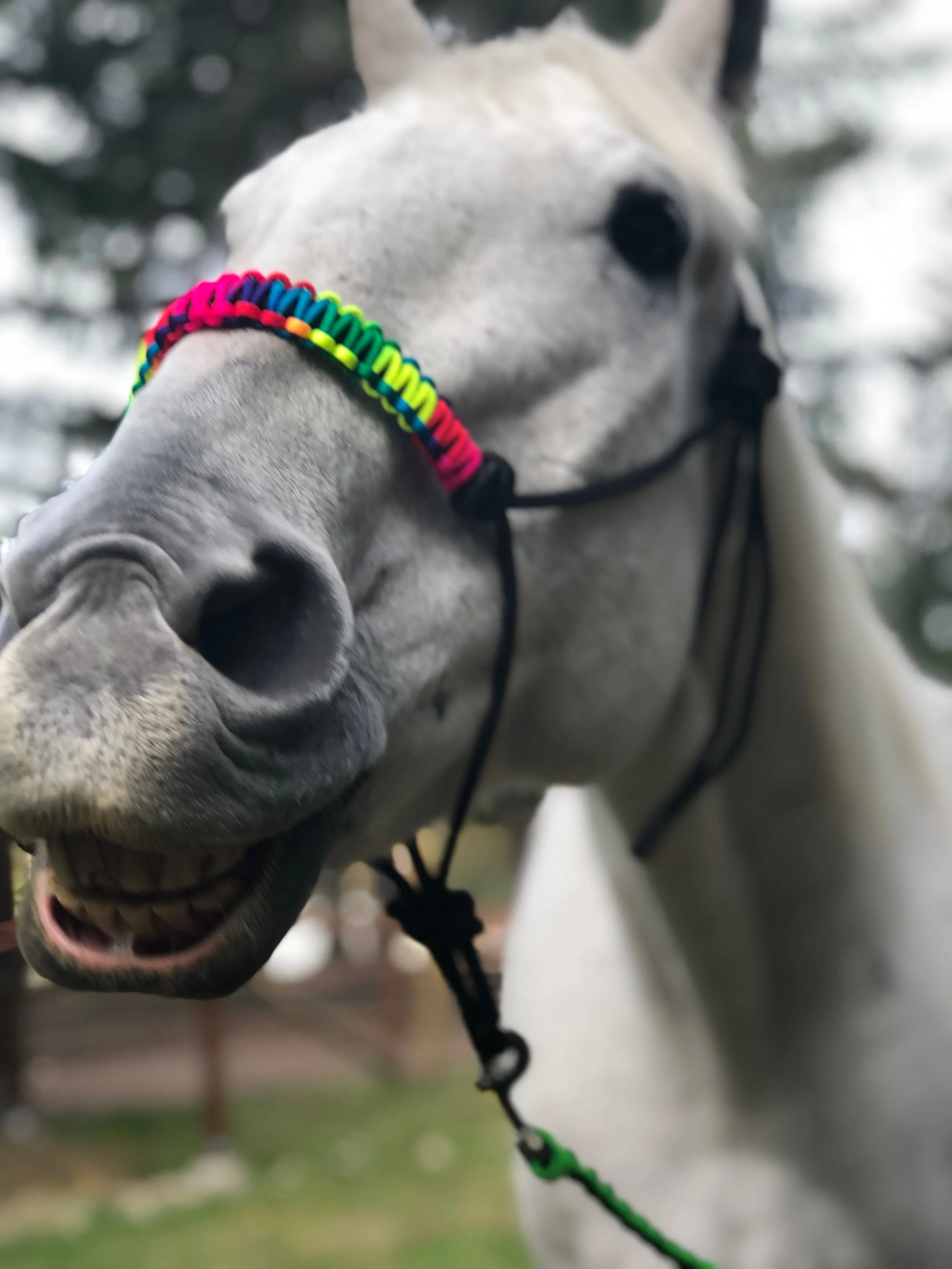 Spring Cleaning Checklist: Equestrian Edition!
