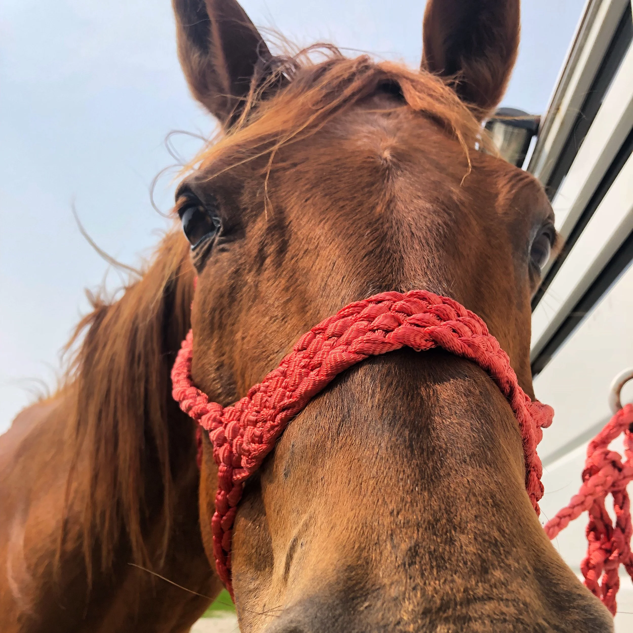 To the Old Horse... I See You. 