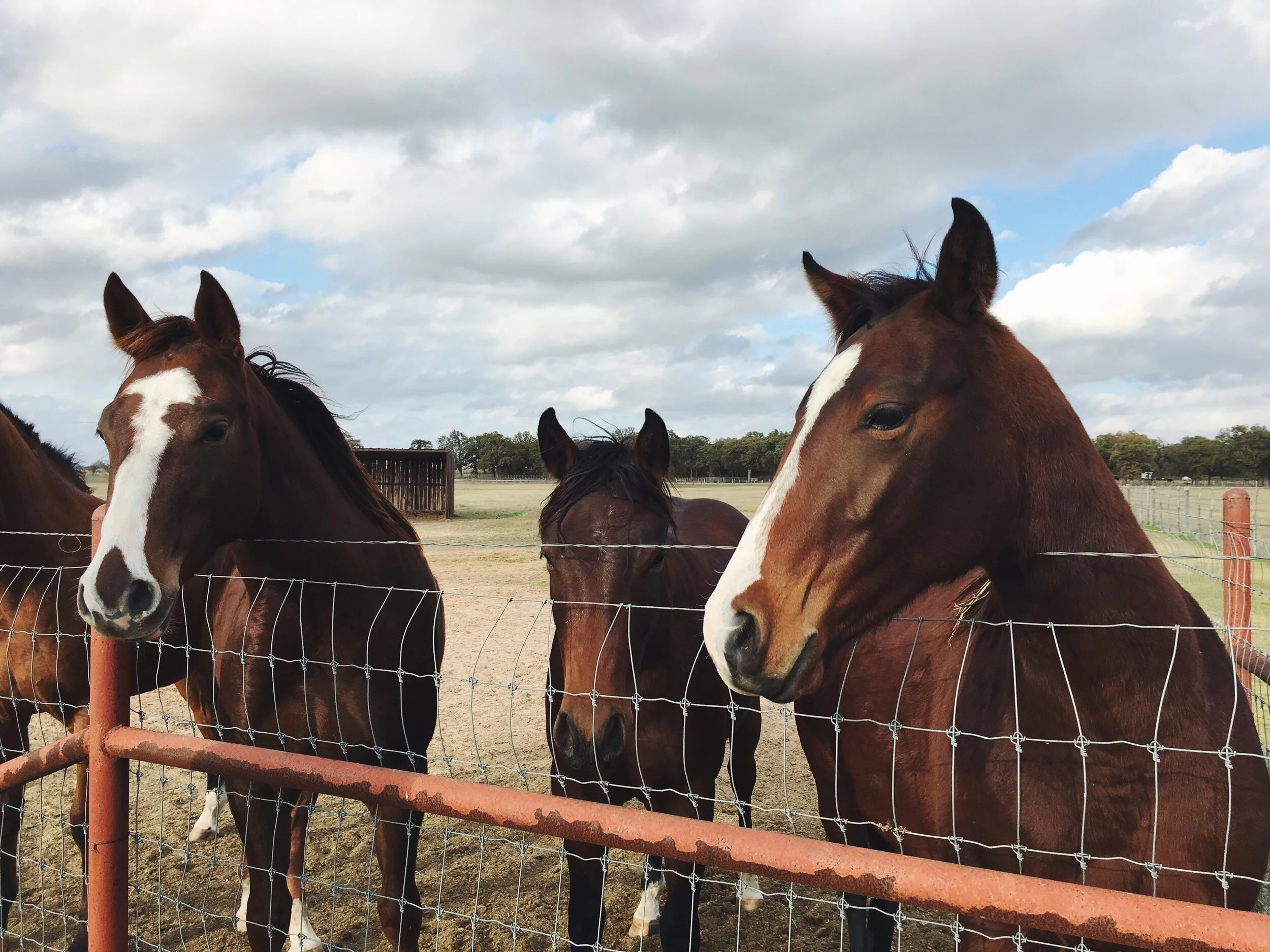 How To Put Weight on a Underweight Senior Horse 