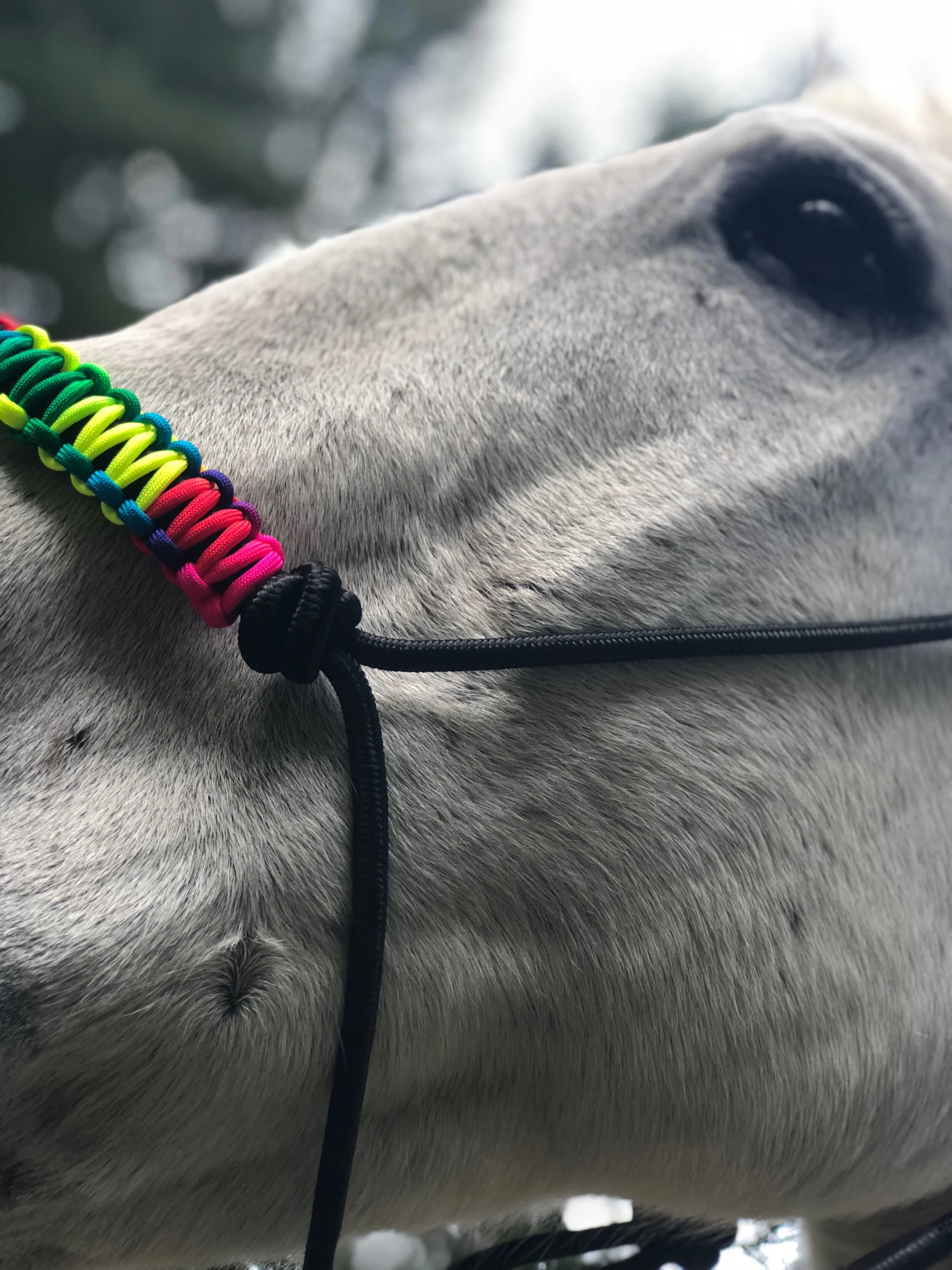 What You Need For Your First Horse