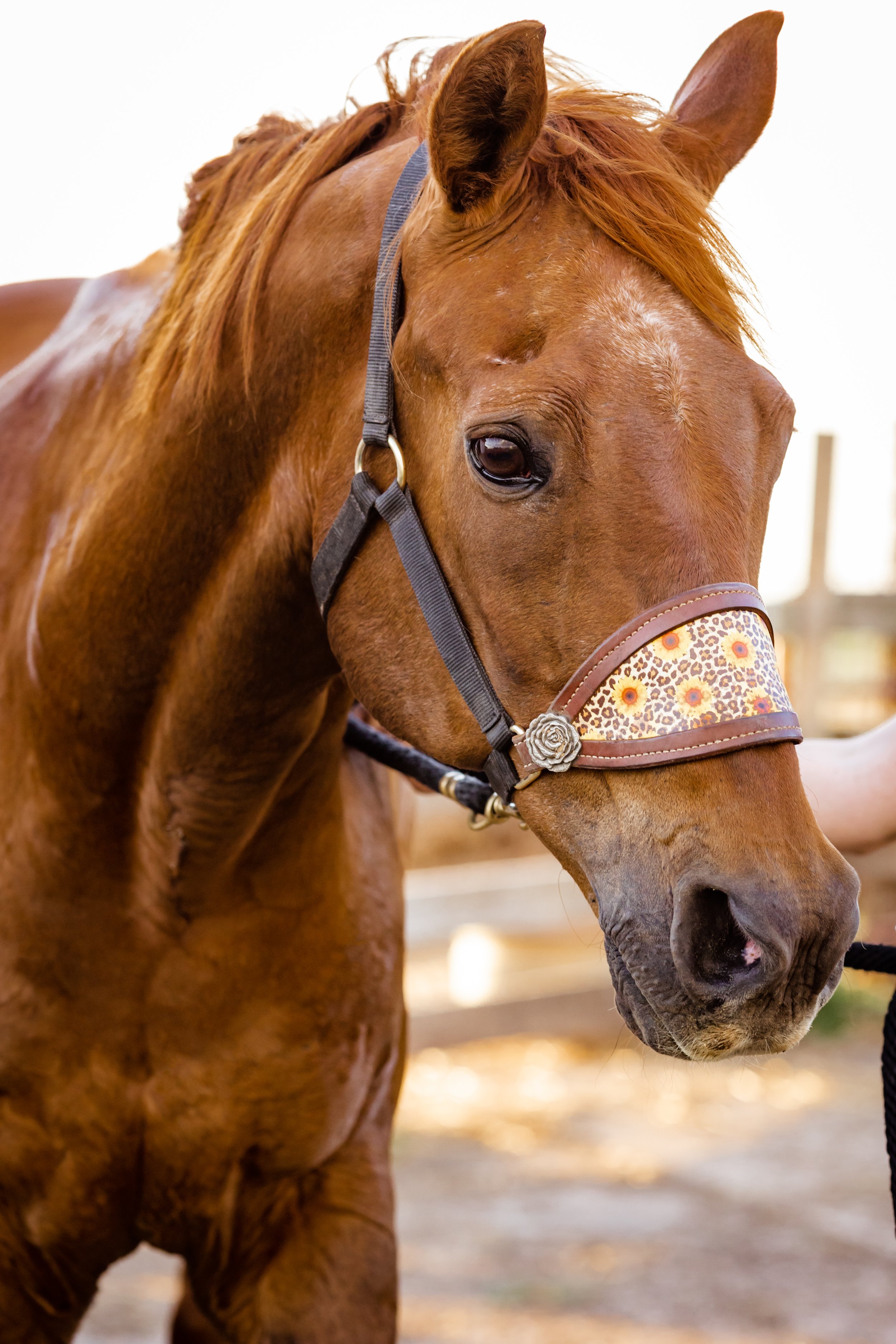 How To Get Rid Of Toxins In Your Home 