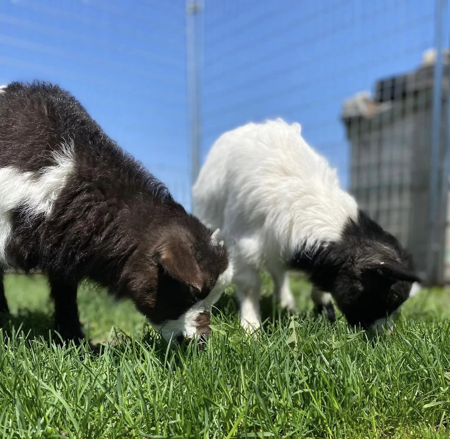 Spring Cleaning On The Farm 