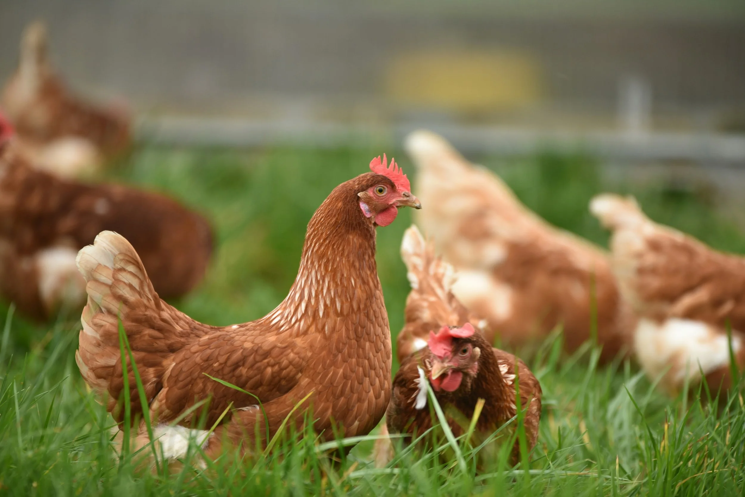 Essentials for Chicken Keeping