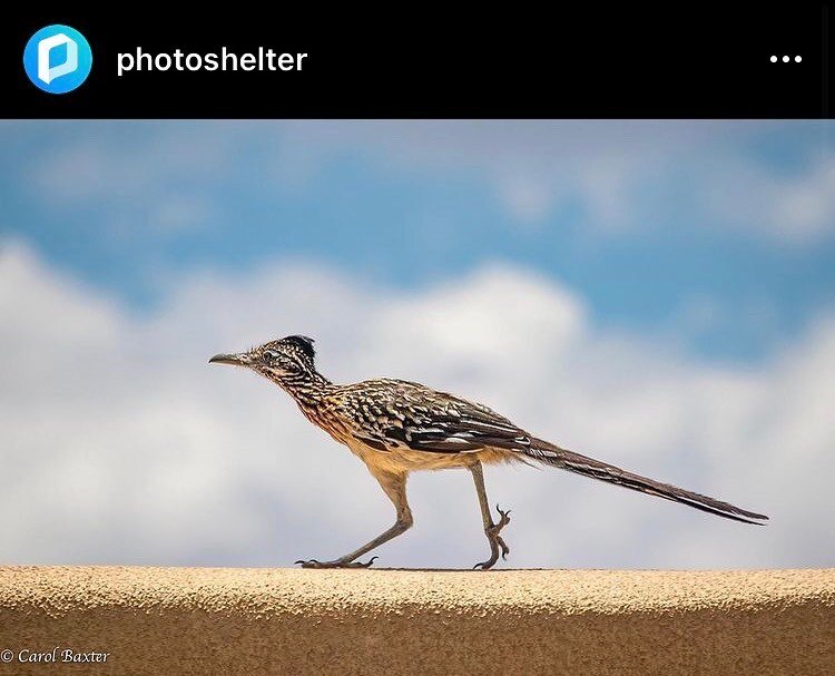 My Mom, Carol Baxter, is an amazing photographer! Her awesome roadrunner photo was featured today by @photoshelter as part of their #OnePhoto2021 collection. Check out her other beautiful photos and give her some love! @carolbaxterphotography carolba